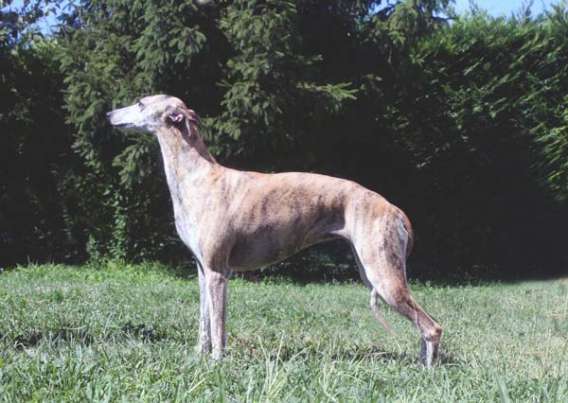 Kollaps whippet