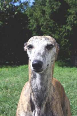 Kollaps whippet
