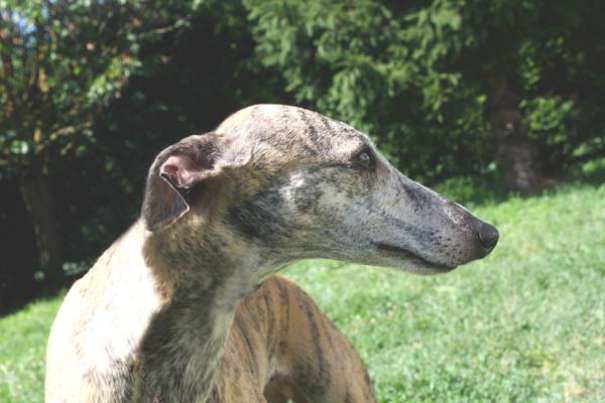 Whippet femmina 