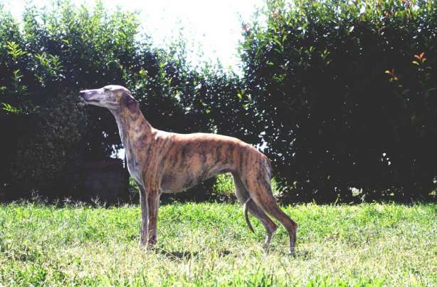 Kollaps whippet