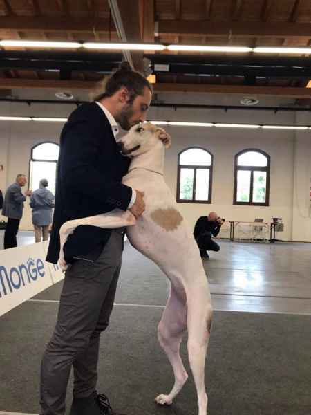 Levriero polacco alfa rodu animus