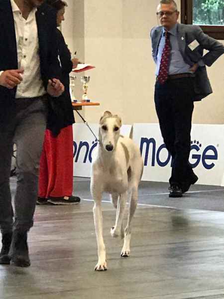 Levriero polacco alfa rodu animus