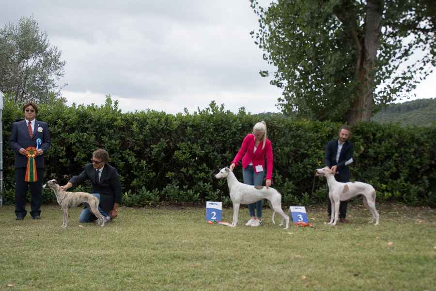 Levriero polacco raduno club del levriero