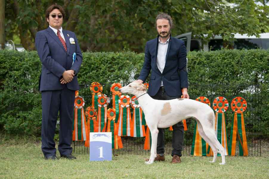 Levriero polacco raduno club del levriero