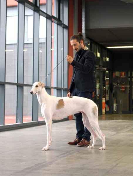 miglior levriero polacco insubria 2019