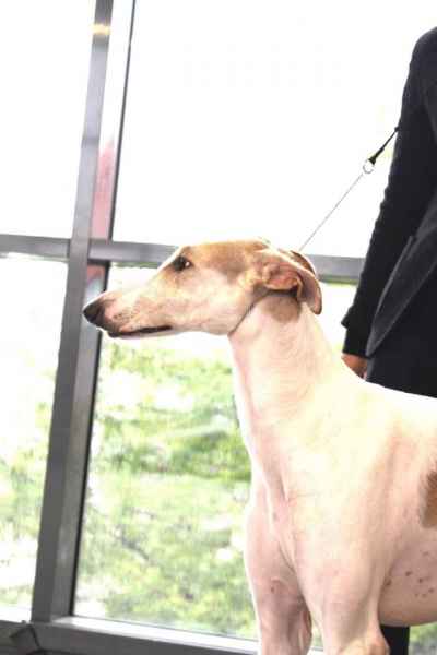 miglior levriero polacco insubria 2019