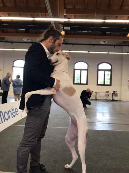 miglior levriero polacco 