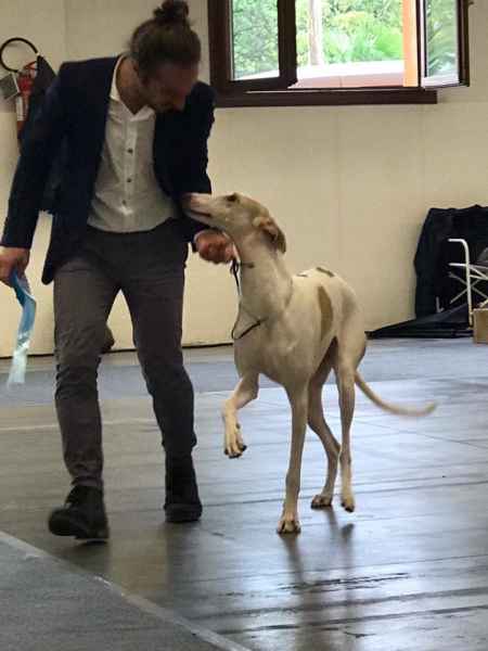 miglior levriero polacco 