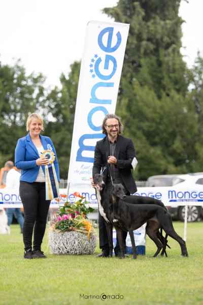miglior greyhound raduno padenghe