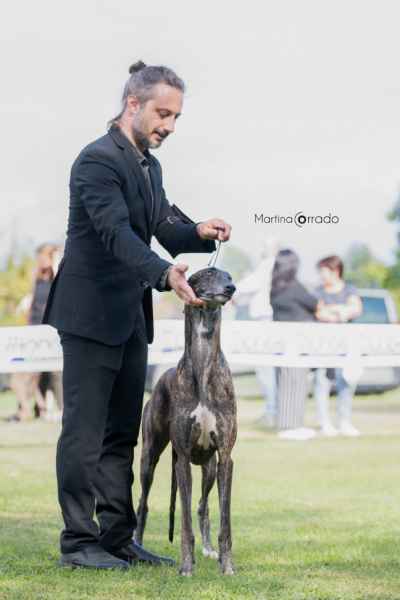 levriero greyhound