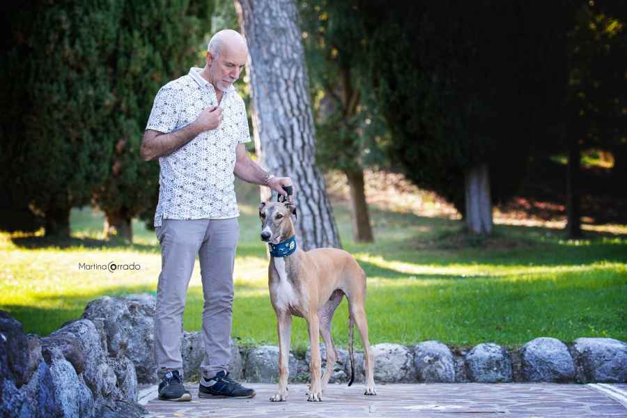 greyhound miglior cucciolo levriero 