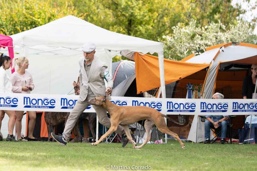 greyhound miglior cucciolo levriero 