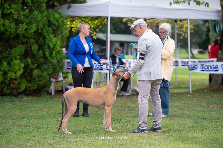 greyhound miglior cucciolo levriero 
