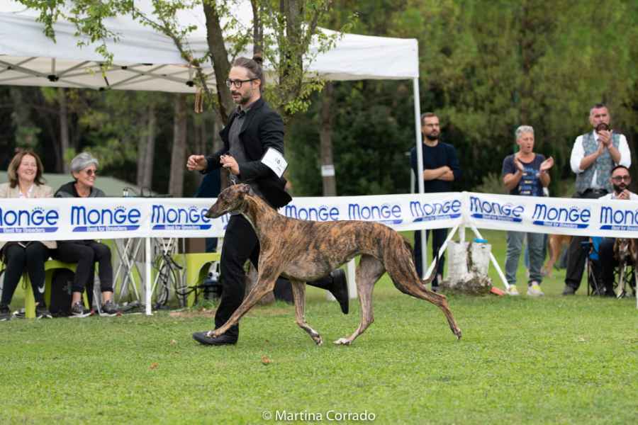 miglior greyhound giovane