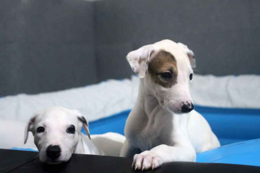 cuccioli levriero 
