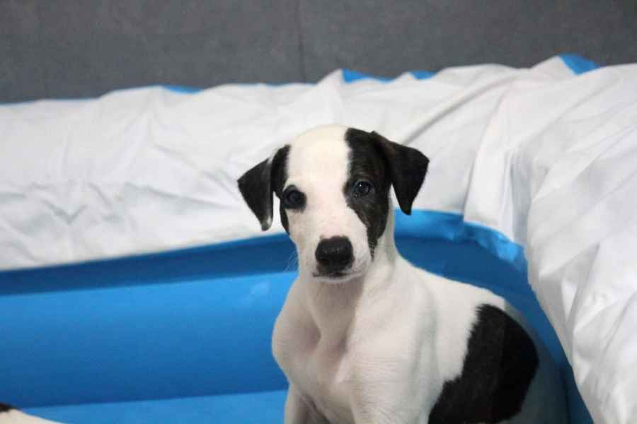 cuccioli levriero 