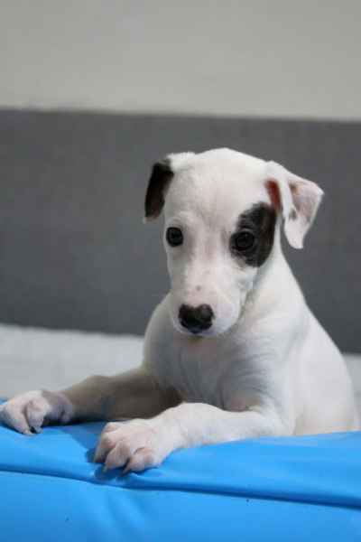 cuccioli levriero 