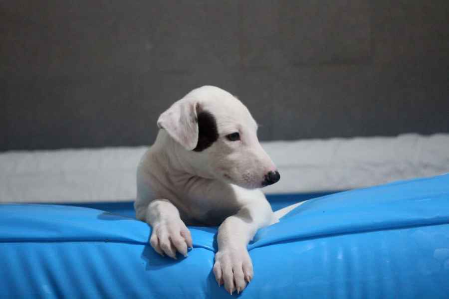 cuccioli levriero 