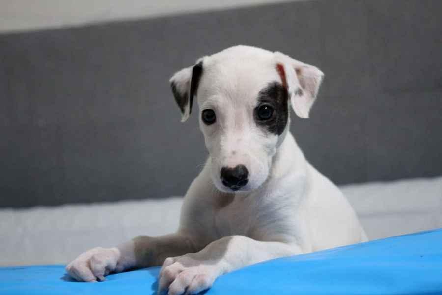 cuccioli levriero 
