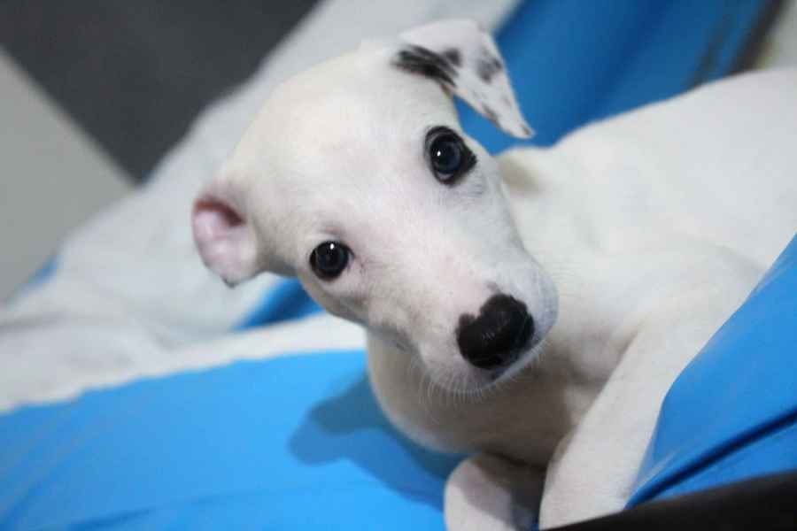 cuccioli levriero 