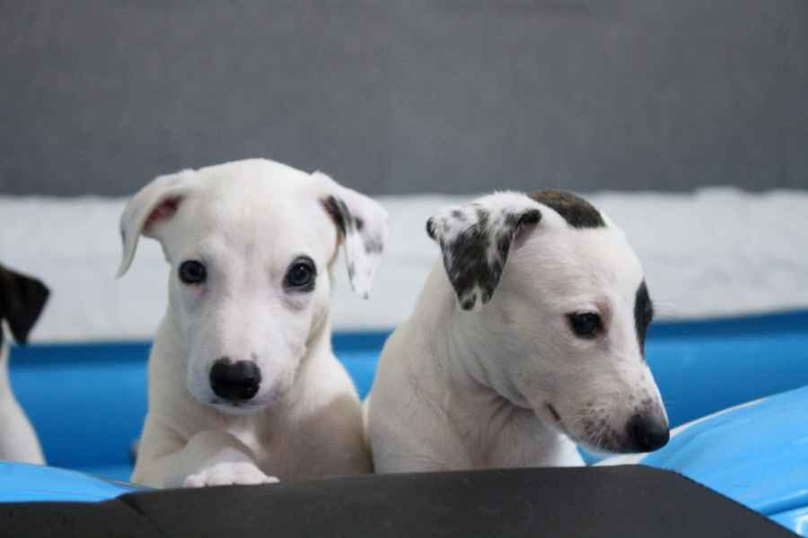 cuccioli levriero 
