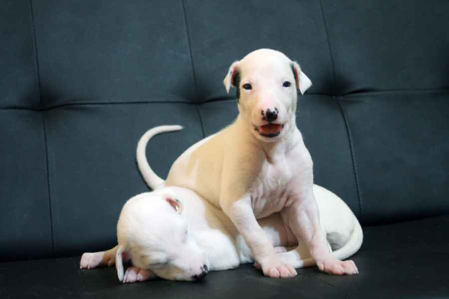 Cucciolo levriero greyhound
