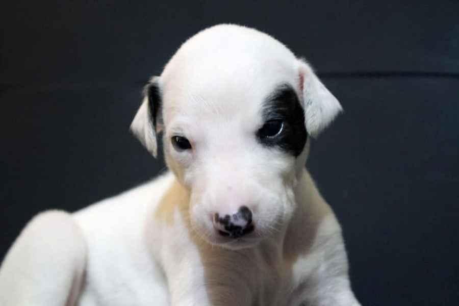 Cucciolo levriero greyhound