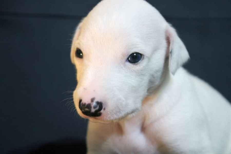 Cucciolo levriero greyhound