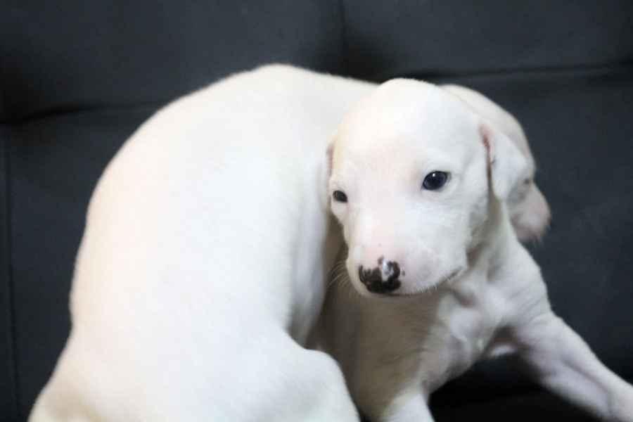Cucciolo levriero greyhound