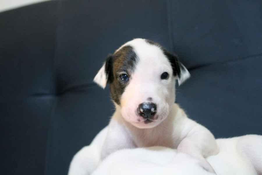 Cucciolo levriero greyhound