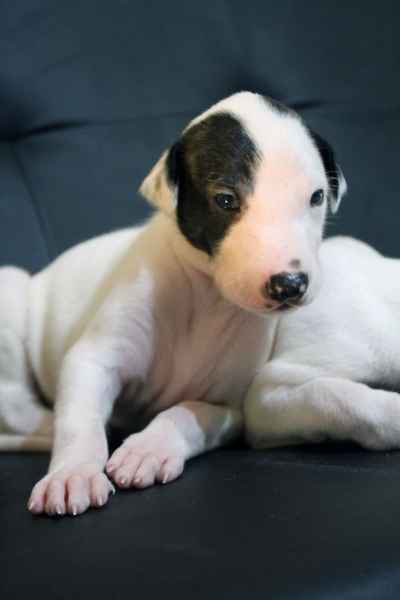 Cucciolo levriero greyhound