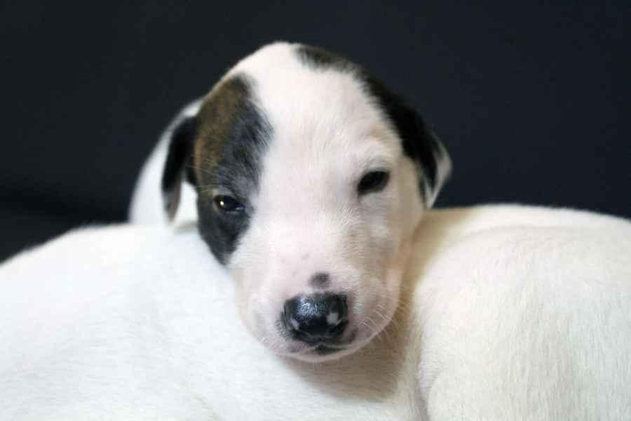 Cucciolo levriero greyhound