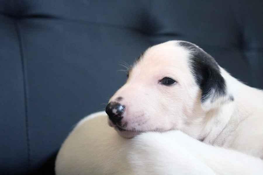 Cucciolo levriero greyhound