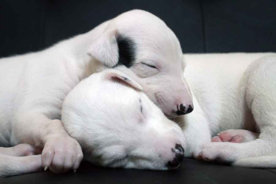 Cucciolo levriero greyhound