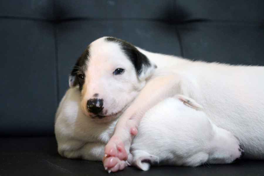 Cucciolo levriero greyhound