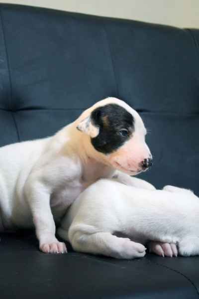 Cucciolo levriero greyhound