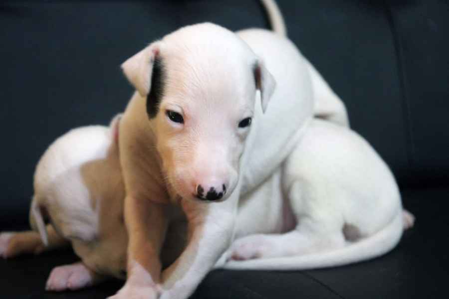 Cucciolo levriero greyhound