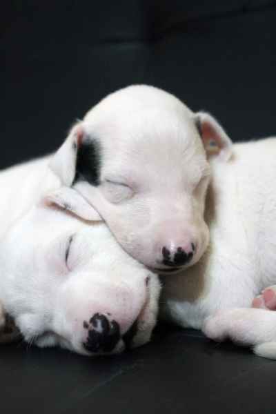 Cucciolo levriero greyhound
