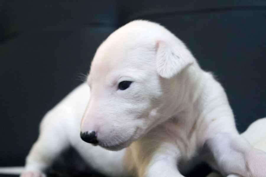 Cucciolo levriero greyhound