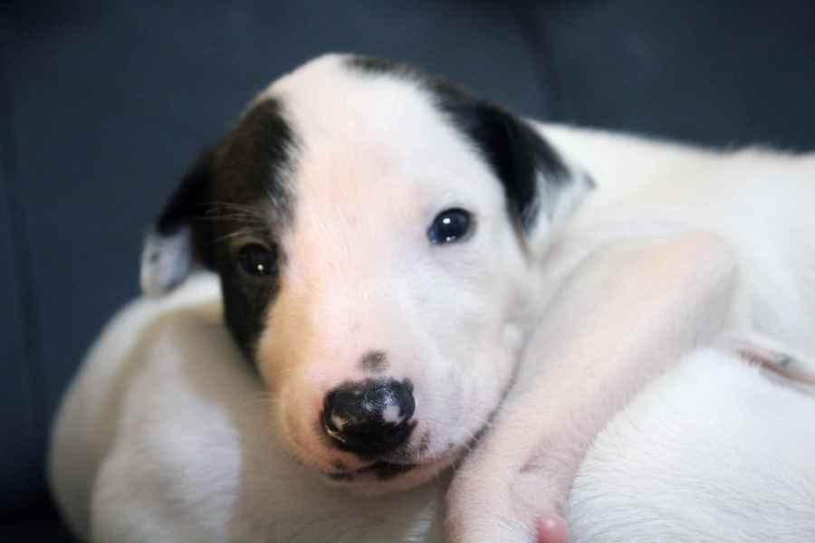 Cucciolo levriero greyhound