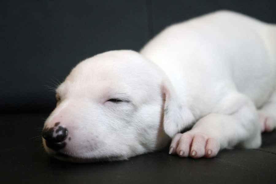 Cucciolo levriero greyhound