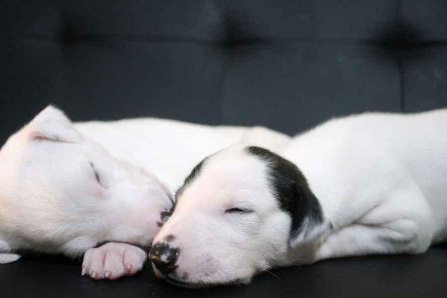 Cucciolo levriero greyhound