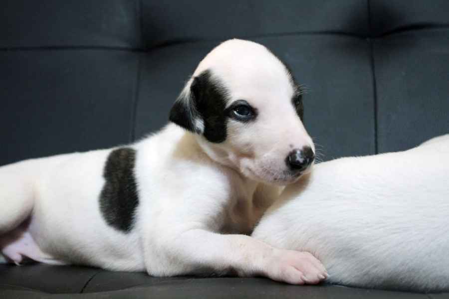 Cucciolo levriero greyhound