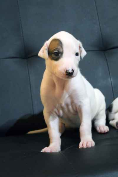 Cucciolo levriero greyhound