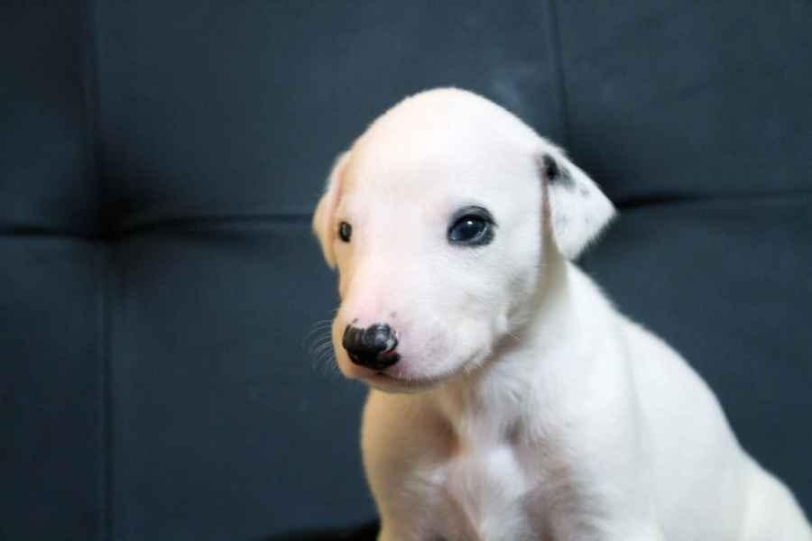 Cucciolo levriero greyhound