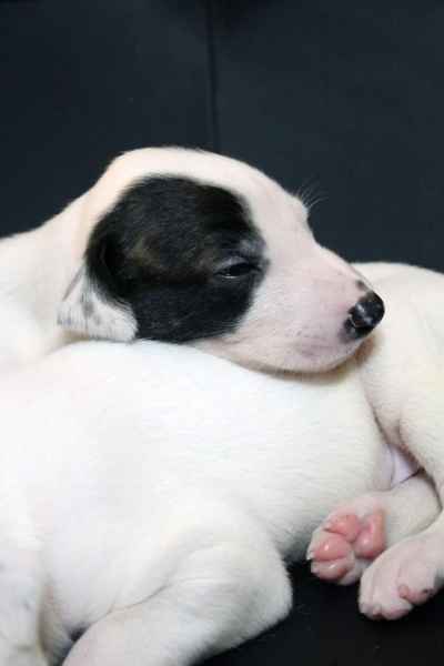Cucciolo levriero greyhound