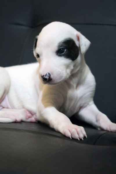 Cucciolo levriero greyhound