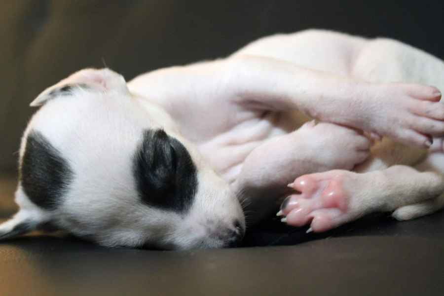 Cucciolo levriero greyhound