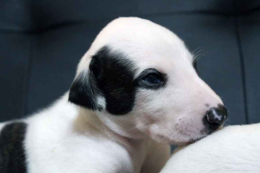 Cucciolo levriero greyhound