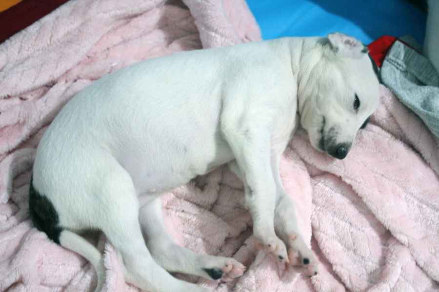 cuccioli levriero 
